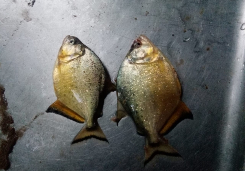 Grupo de ambientalistas prevê que os animais sejam vistos após o período do defeso, que vai até fevereiro