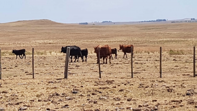 Seca afeta as pastagens, aumenta a escassez de alimentos e de água de qualidade para o gado