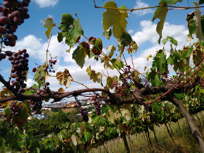 Expectativa atual é de uma produção de 600 mil toneladas no RS