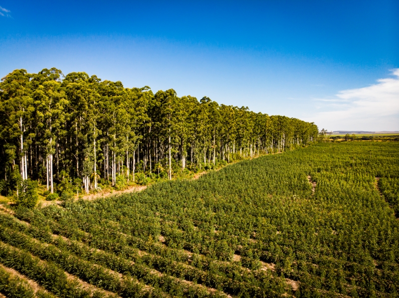 Objetivo é ampliar em 60% os plantios de eucalipto em convênio com produtores rurais gaúchos