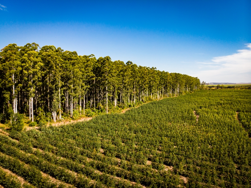Objetivo é ampliar em 60% os plantios de eucalipto em convênio com produtores rurais gaúchos