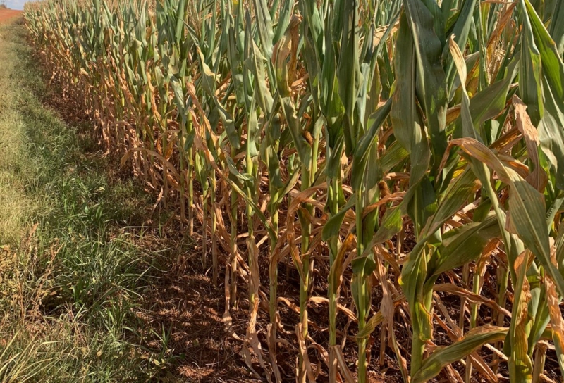 IBGE confirma crescimento de 3,2% do PIB brasileiro em 2023
