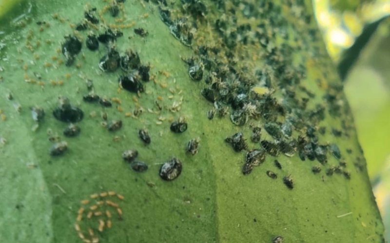 Engenheiros agrônomos da Secretaria da Seapdr encontraram o inseto em pomar de Porto Xavier