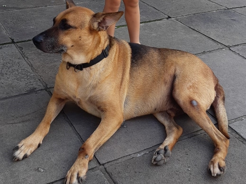 Conhecido por frequentar a rua Cel. Fernando Machado, o cão era muito querido na vizinhança