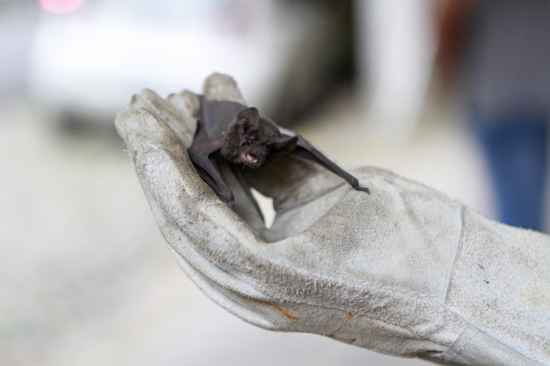 Suspeita é de que os animais tenham sido vítimas do uso de um veneno específico para o abate de animais aéreos