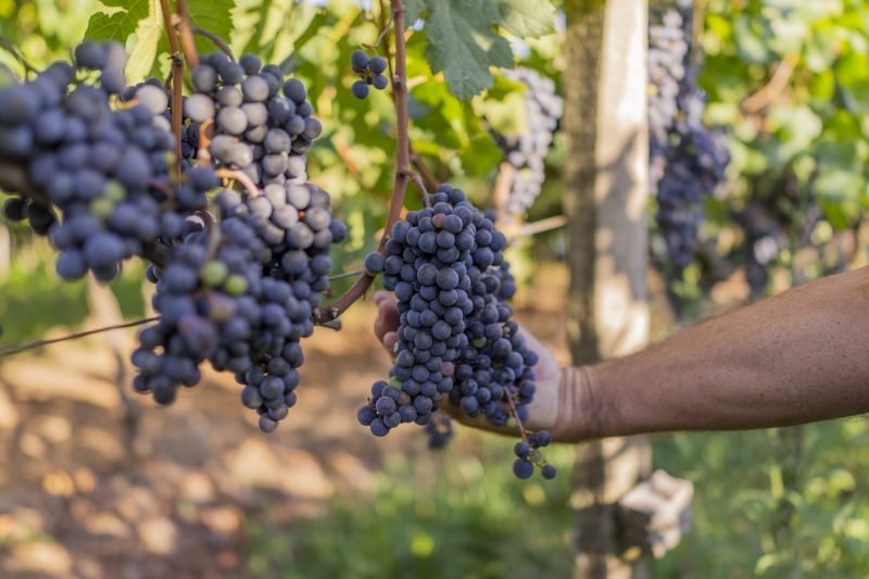 Com o cadastro, o Brasil terá uma base de dados com o perfil da viticultura
