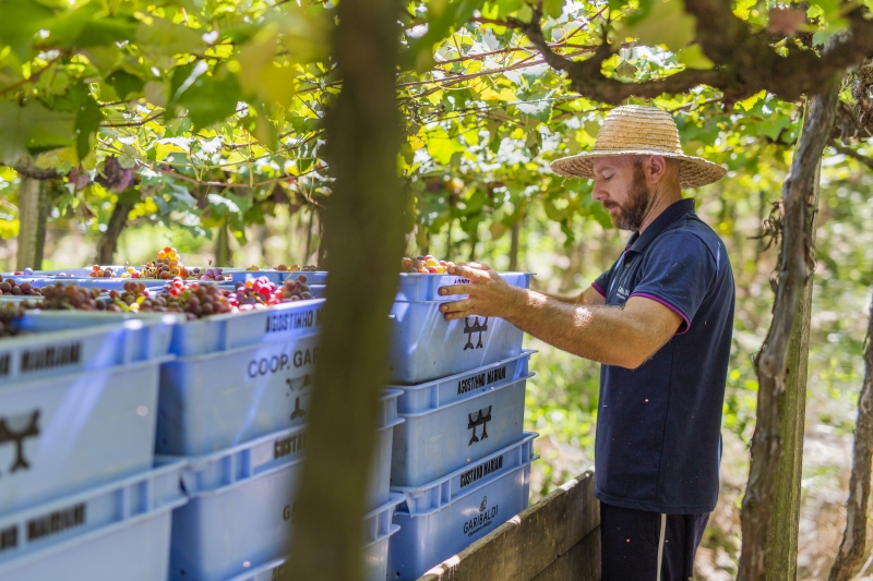 A área contábil pode fazer a diferença ao garantir o crescimento e a expansão de uma cooperativa, ou, ao contrário, caso não tenha pleno domínio, gerar sérios prejuízos junto ao Fisco   