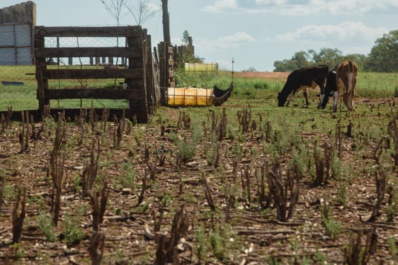 Indicador da agropecuária acumulou alta de 13,08% nos 12 meses até julho, contra 13,35% no mesmo período até o mês anterior.
