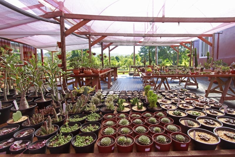 Fotos e v&iacute;deo da fazenda das suculentas, na cidade de Sapiranga, para o Gera&ccedil;&atilde;oE. 
 Foto: LUIZA PRADO/JC