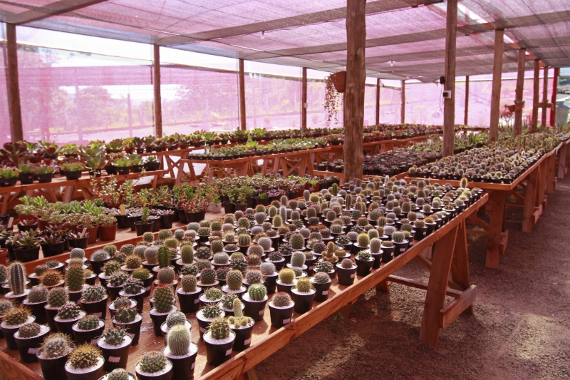 Fotos e vídeo da fazenda das suculentas, na cidade de Sapiranga, para o GeraçãoE. 
