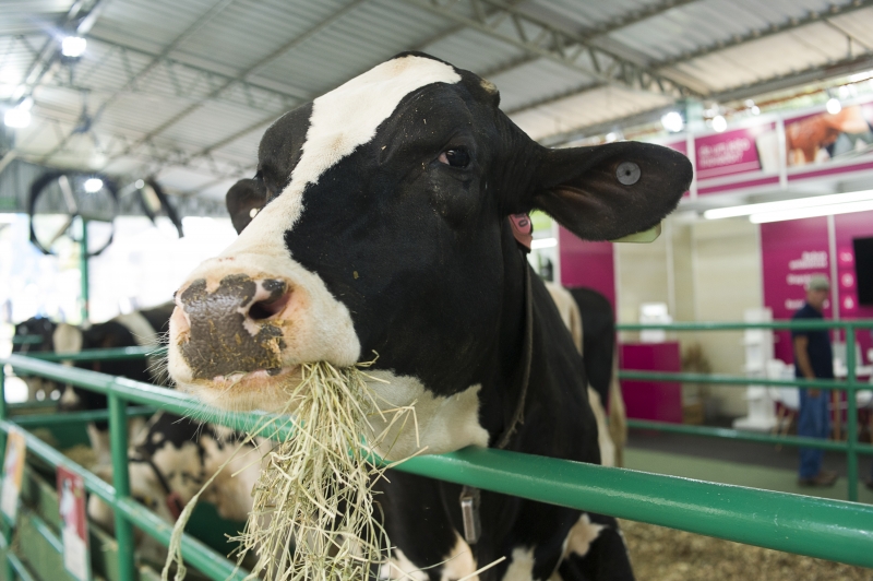 Região Sul é uma das que registram maior crescimento na produção de leite no País