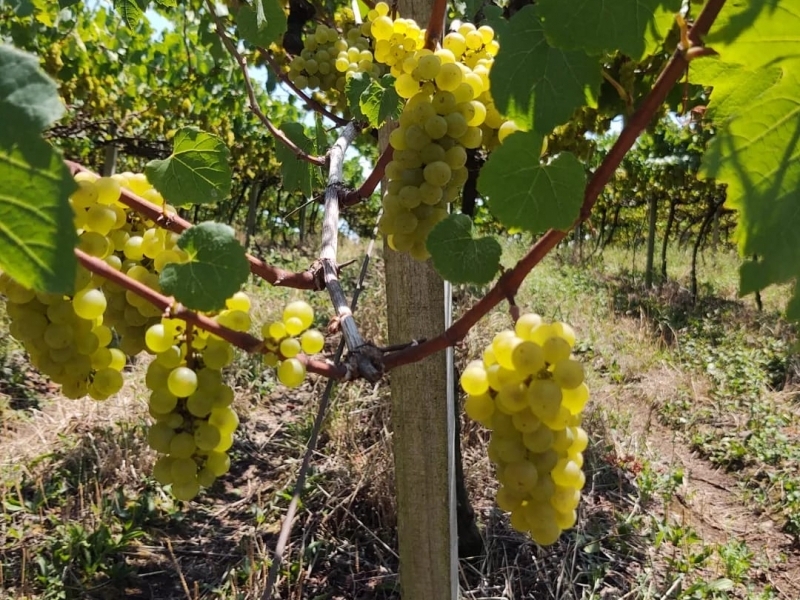 Sócios estão gradualmente migrando das linhas de vinhos de mesas para as variedades viníferas