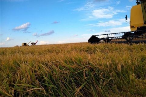 Ações contra importação de arroz se multiplicam nas cortes do País