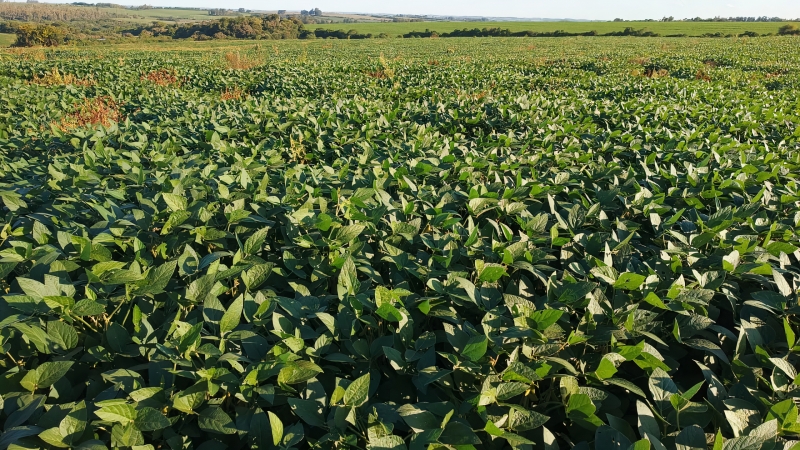 Lavoura de Ricardo Copetti terá boa colheita com soja plantada de forma tardia, em dezembro