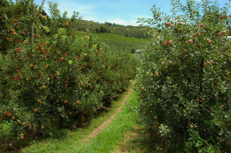 Atualização traz aumento da área de abrangência, com novas regiões com potencial climático para a produção no Rio Grande do Sul