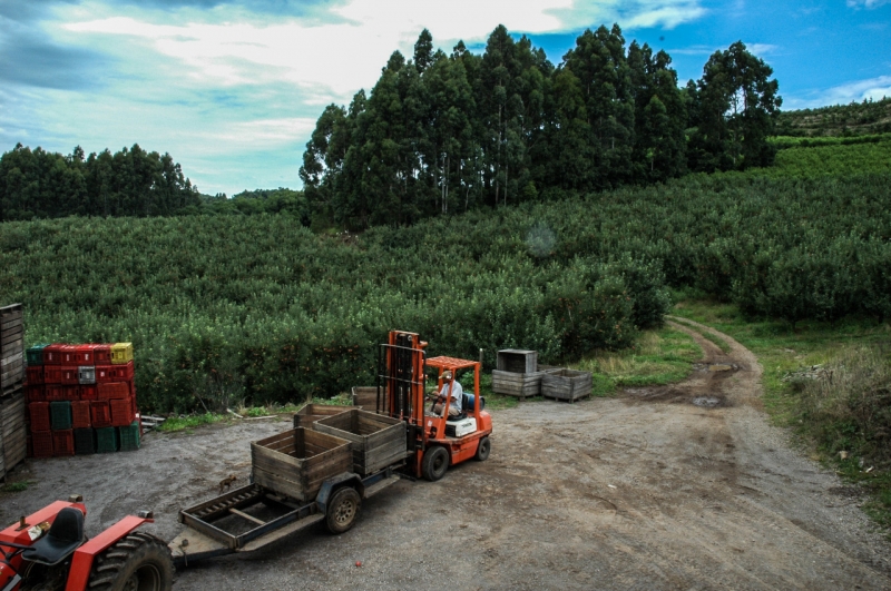 Projeção é de uma safra entre 480 mil e 500 mil toneladas Projeção é de uma safra entre 480 mil e 500 mil toneladas