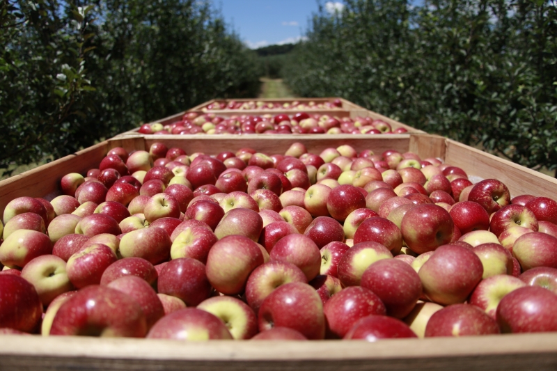  Brasil exporta maçãs para mais de 40 países, com destaque para Índia, Emirados Árabes, Portugal e Reino Unido