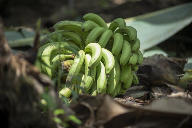 A entrega de 44,4 mil quilos de banana deve gerar um faturamento de aproximadamente R$ 500 mil