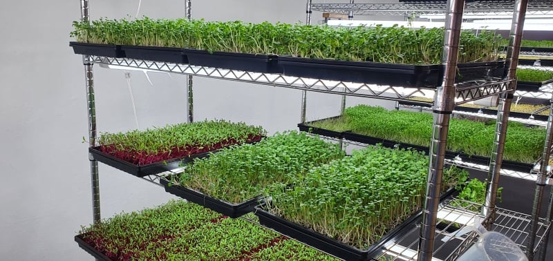 Restaurantes tamb&eacute;m compram os itens cultivados pela empreendedora Foto: ISADORA JACOBY/ESPECIAL/JC