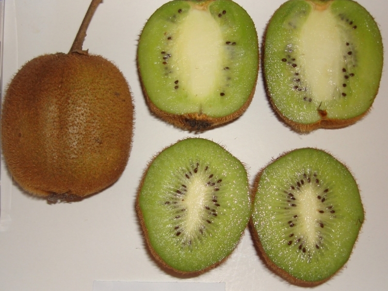 Tipo Tewi foi autorizado pelo governo federal para plantio no Estado