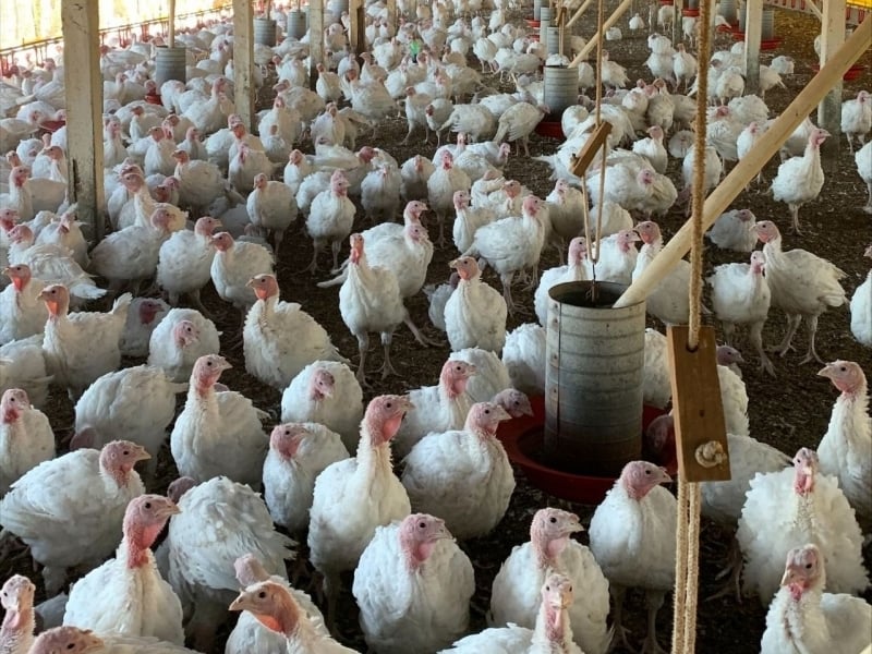 Santa Catarina é o principal Estado exportador de carne de peru do Brasil