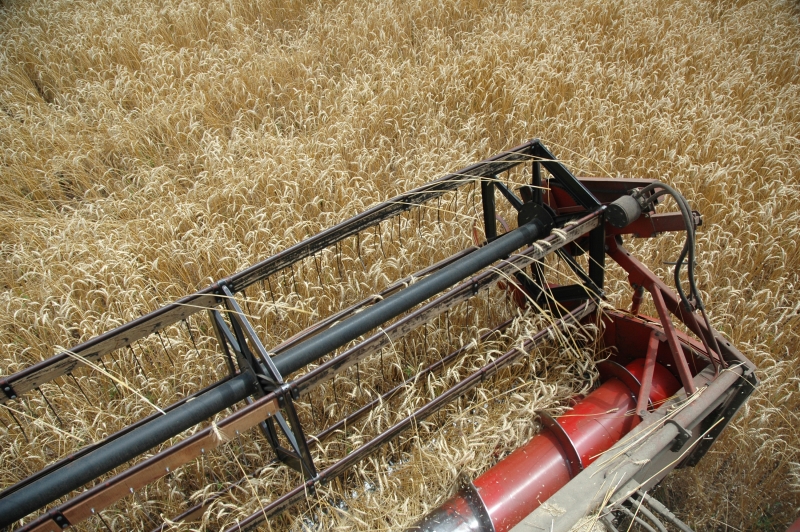 Em um ano, o preço do trigo subiu 18,5% no mercado interno e cresceu 76% em dólar