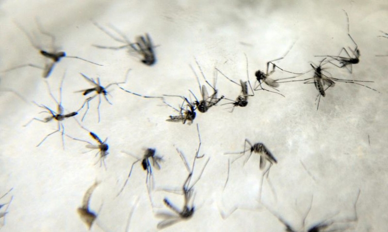 Segundo a SES, mais de 13,8 mil casos de dengue já foram confirmados
