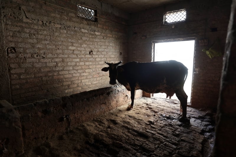 Caso suspeito ocorreu em um animal de 7 anos que estava em uma fazenda no Pará