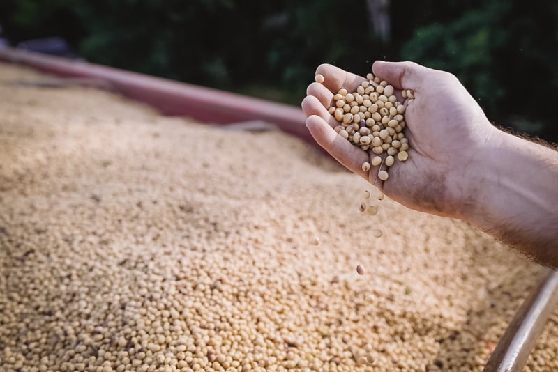 Cooperativas de grãos se unem para extração de óleo de soja