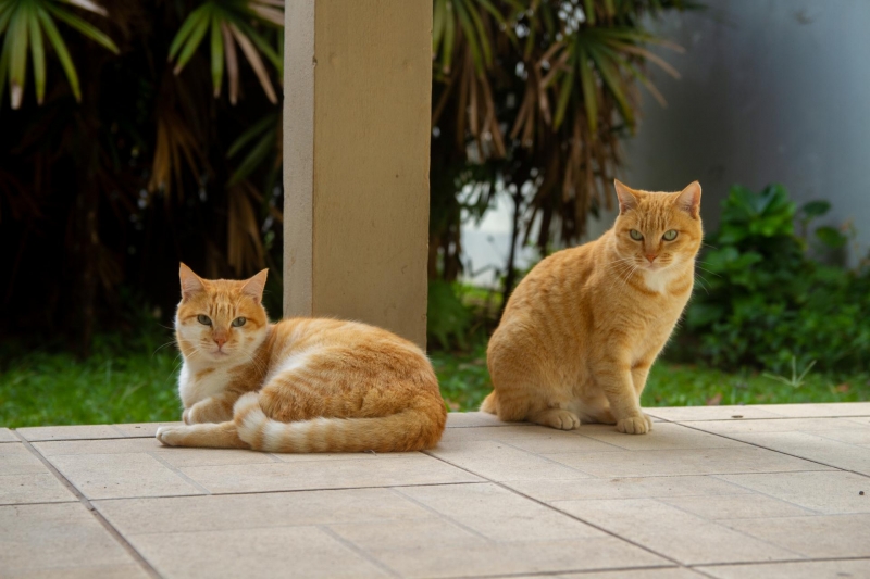 De acordo com levantamento feito pelo Projeto Zelo, elevação tem a ver com volta do ensino presencial
