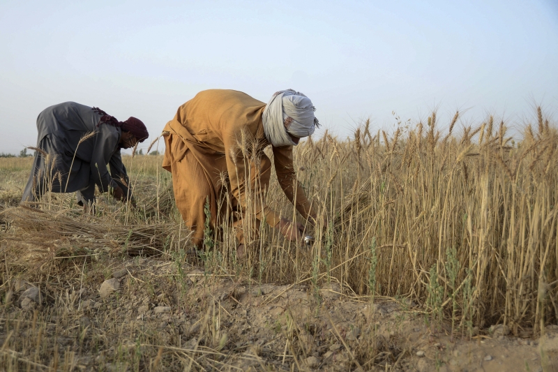 Colheita de trigo da Índia sofreu com uma onda de calor recorde que está prejudicando a produção