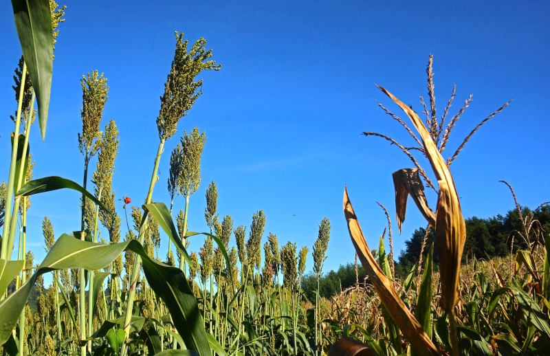 Programa disponibiliza cultivares de milho e de sorgo para os produtores
