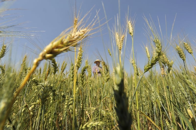 Safra de trigo deve ser recorde com 4,187 milhões de toneladas
