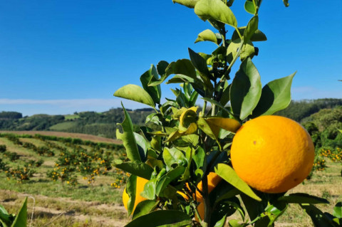 Tarifaço de Trump prevê 694 exceções, incluindo suco de laranja e celulose