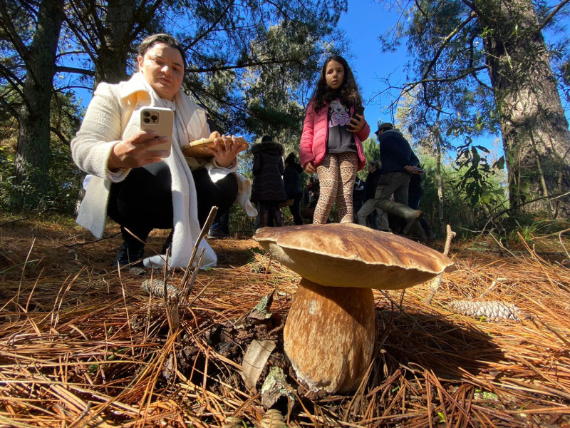 Praticantes se lançam a buscas de fungos comestíveis, como o porcini, a silvestres ou selvagens