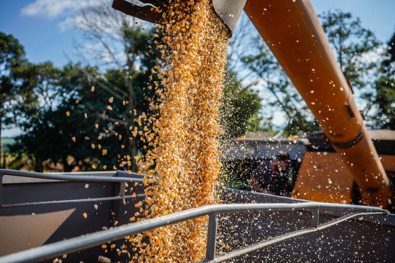 O aumento da safra do milho foi de 12,9%,14,6 milhões de toneladas acima da cultivada em 2021/22