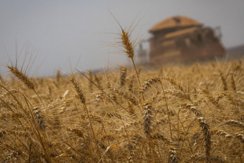 Área de trigo no RS cairá ao menos 24%, com crédito escasso e El Niño