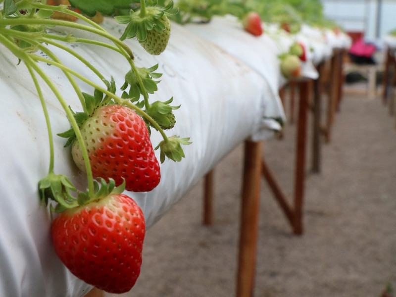 Estudo buscou identificar medidas sustentáveis para os produtores, a fim de reduzir insumos químicos