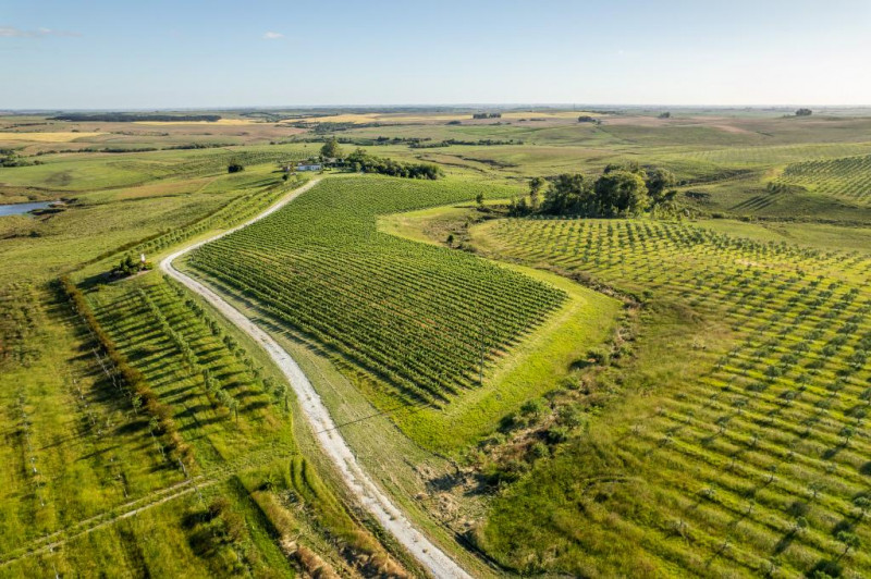 Propriedade Cerros de Gaya produz para a fábrica de azeites Terra Pampa