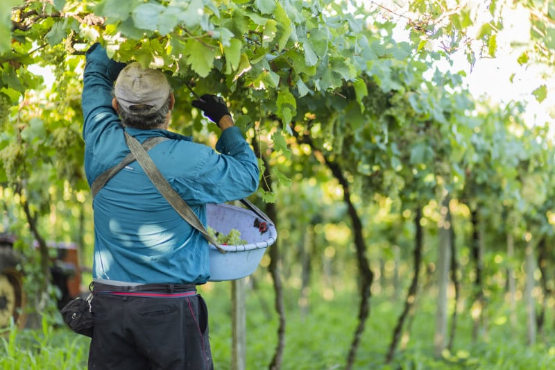Dados do Mapa mostram que a produção de uvas viníferas no Rio Grande do Sul foi de 828,6 mil toneladas entre 2013 e 2023, tendo saído de 76.746,82 toneladas em 2013 para 95.411,79 toneladas em 2023