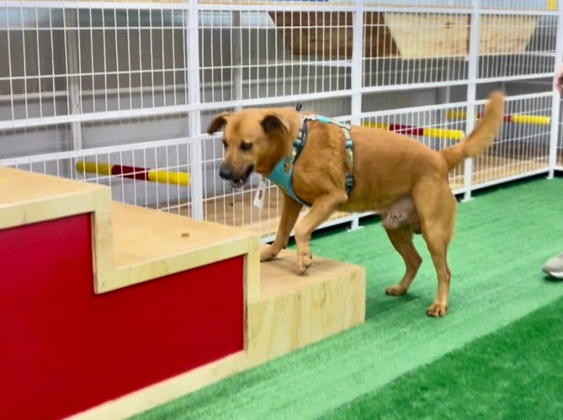 Cães têm agora playground exclusivo e permanência por 30 minutos ou mais turnos e dias