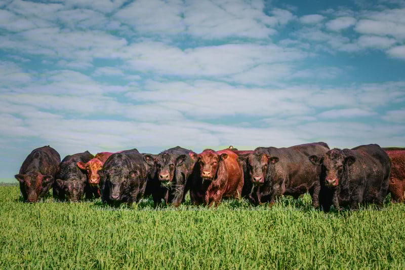 Evento foi marcado pela comercialização total de 307 cabeças de gado, fêmeas e machos das raças Angus (foto), Brangus, Ultrablack e Braford
