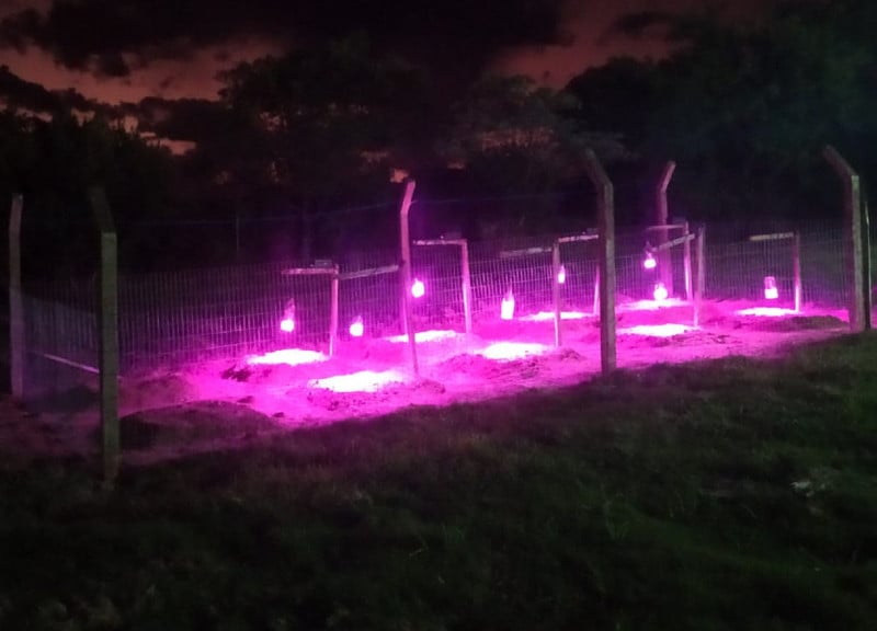 Projeto da UFSM identificou que pés de alface sujeitos às luzes de LED apresentaram maior crescimento
