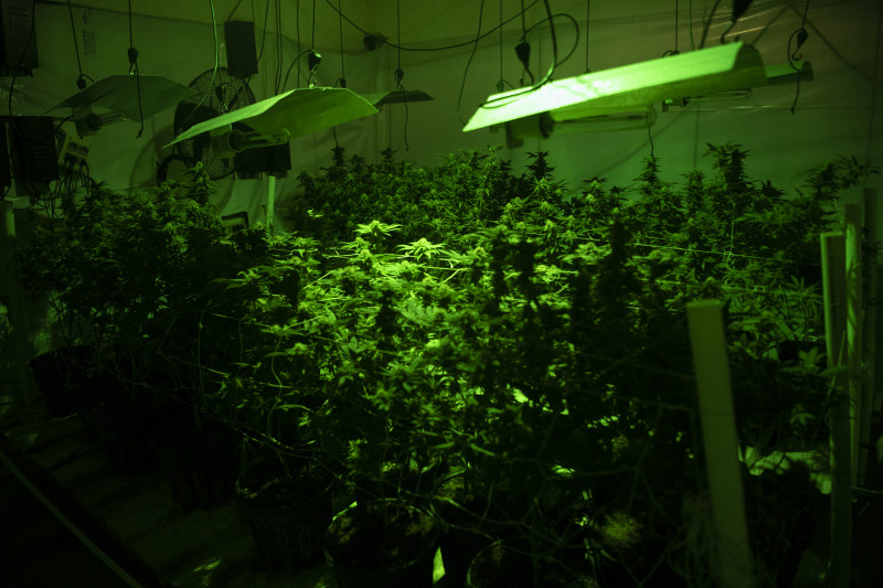 Medicamentos à base da planta já são fornecidos pelo SUS nos estados