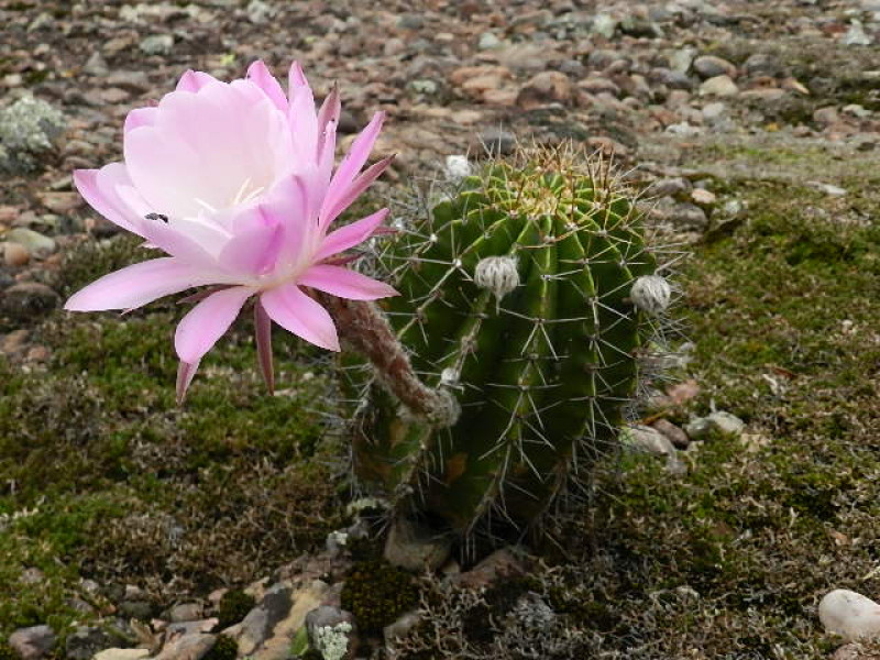 Município se destaca como polo de turismo de aventura e um lugar para quem quer apreciar espécies raras de plantas