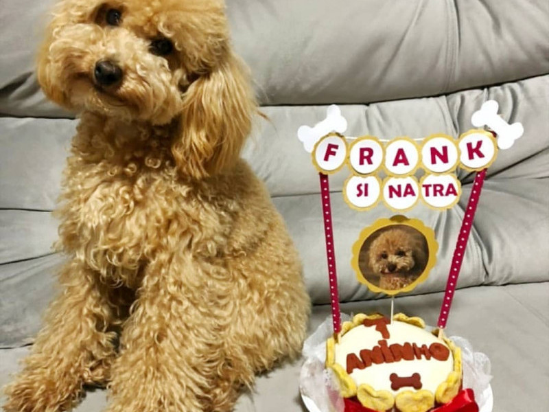 Os pedidos podem ser personalizados de acordo com as restri&ccedil;&otilde;es alimentares dos animais Foto: INSTAGRAM/REPRODU&Ccedil;&Atilde;O/JC