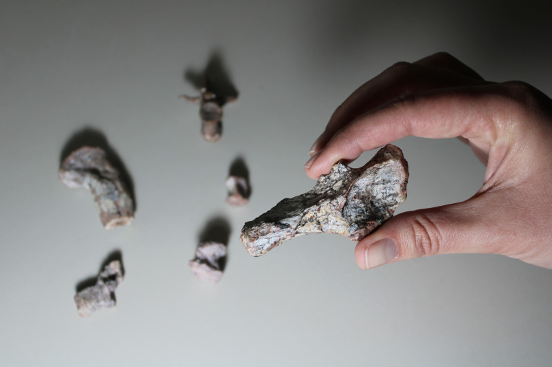 Fósseis datados em mais de 237 milhões de anos atrás foram encontrados na cidade de Dilermando de Aguiar