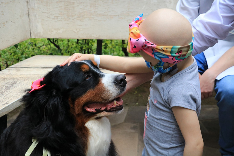 Cadela Alice, da raça Bernese, faz parte de um projeto iniciado em 2017 e que atingiu mais de 400 pessoas