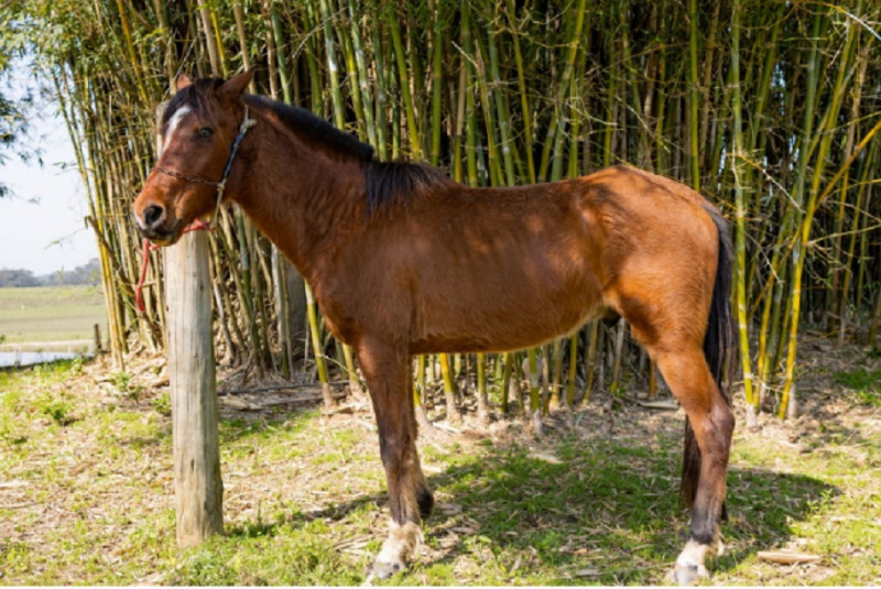 S&atilde;o permitidos at&eacute; dois cavalos por adotante e todos s&atilde;o entregues tratados, vacinados e com microchip de identifica&ccedil;&atilde;o