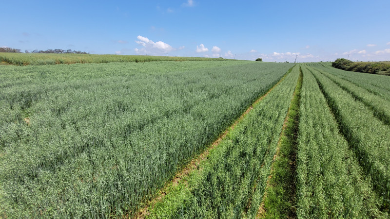 Ação foi realizada em conjunto pela Polícia Civil gaúcha e pelo Ministério da Agricultura e Pecuária